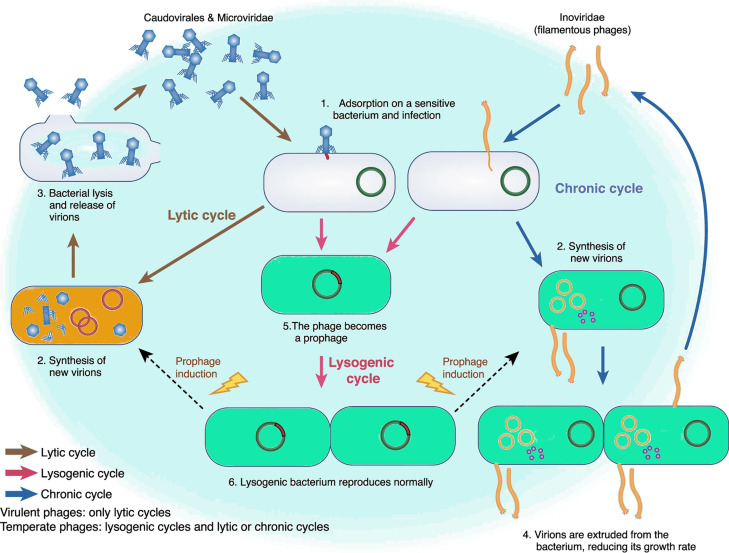Mechanism of action of bacteriophages. Mechanism of action of bacteriophages.