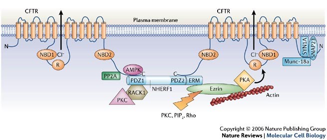 Molecular pathways of cystic fibrosis. Molecular pathways of cystic fibrosis.