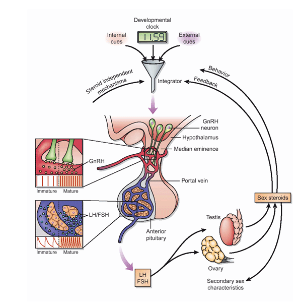 Mechanism of endocrinology of puberty. Mechanism of endocrinology of puberty.