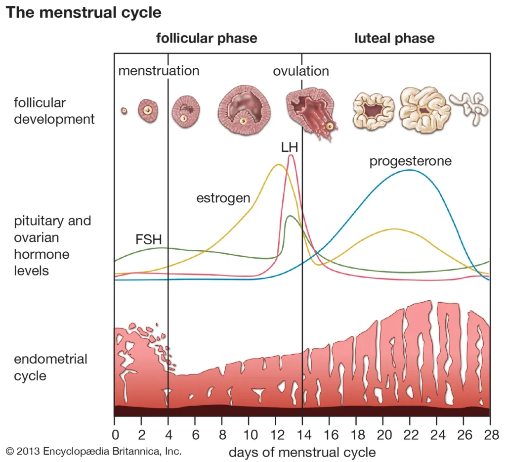 Endocrinology of menstrual cycle. Endocrinology of menstrual cycle in humans.