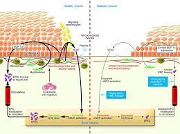 Insulin signaling pathway. Insulin signaling pathway.
