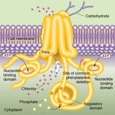 Genetic basis of cystic fibrosis. Genetic basis of cystic fibrosis.