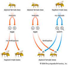 Parthenogenesis of the honey bee. Development of bee.