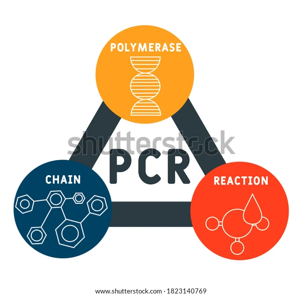 Polymerase chain reaction. Polymerase chain reaction.