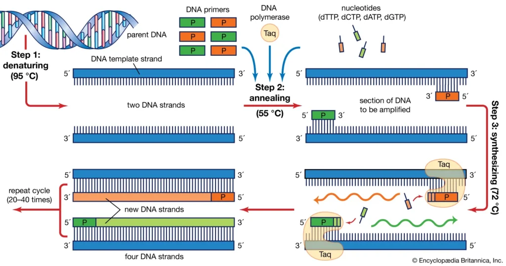 Mechanism of PCR. Mechanism of polymerase chain reaction.