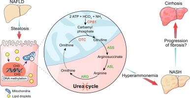 Hormonal regulation of urea cycle. Hormonal regulation of urea cycle.