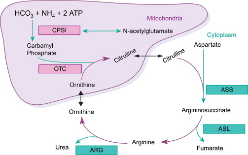 Role of substrate availability in regulation of urea cycle. Role of substrate availability in regulation of urea cycle.
