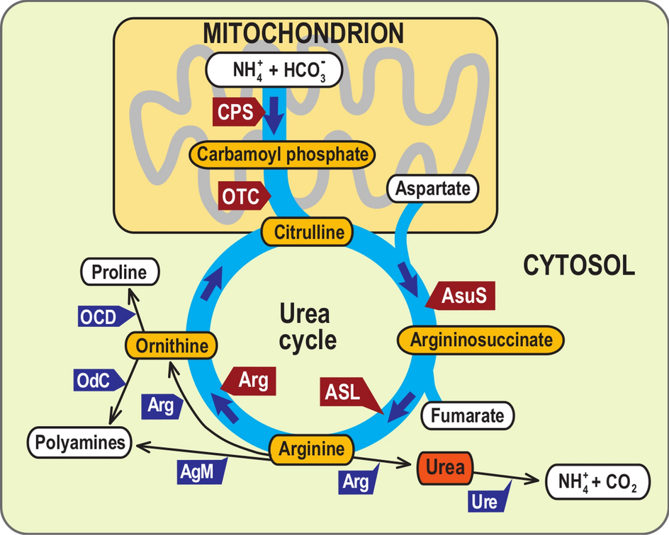 Mechanism of urea cycle with enzymes. Mechanism of urea cycle with enzymes.