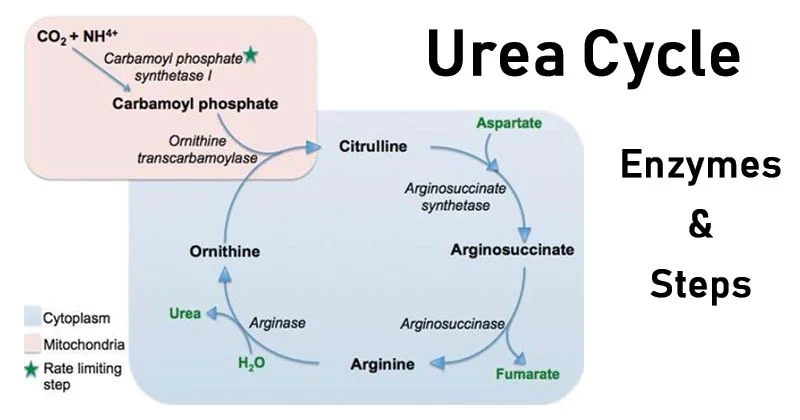 Allosteric regulation of urea cycle. Allosteric regulation of urea cycle.