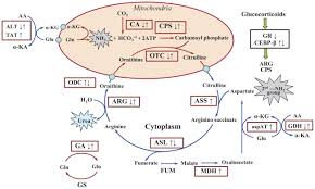 Genetic regulation of urea cycle. Genetic regulation of urea cycle.