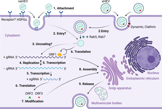Molecular mechanism of hepatitis E. Molecular mechanism of hepatitis E.