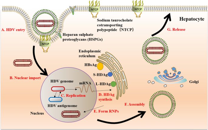Molecular mechanism of hepatitis D. Molecular mechanism of hepatitis D.