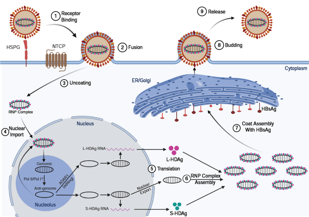 Molecular mechanism of hepatitis. Molecular mechanism of hepatitis.