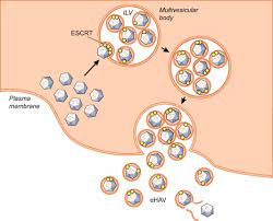 Molecular mechanism of hepatitis A. Molecular mechanism of hepatitis A.
