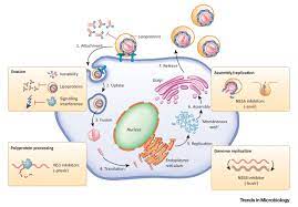 Molecular mechanism of hepatitis C. Molecular mechanism of hepatitis C.