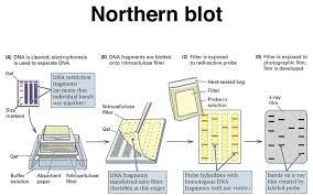 Image of procedure of northern blotting